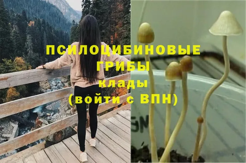 где найти наркотики  Рязань  Псилоцибиновые грибы Psilocybe 